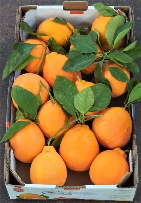 Foto Arance Varietà Tarocco Affgliati Origine Italia Calibro 6 Marchio Eccellenza Capitale 3